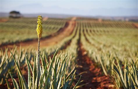 forever aloe vera plant