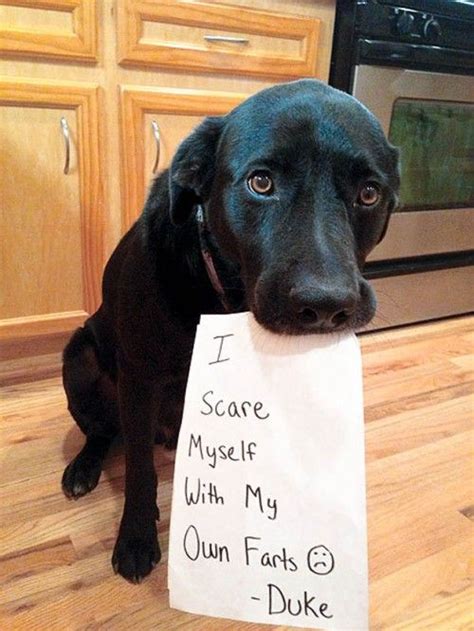 14 Hilarious And Cute Guilty Dogs Dog Shaming Pics
