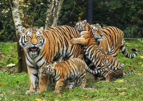 Adorable Tiger Cubs Meet Their Dad For The 1st Time Abc News