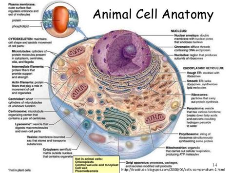 Animal Cell Labeled And Functions Science Pinterest Cell Structure