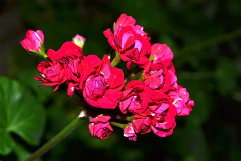 무료 이미지 자연 꽃잎 장미 꽃 봄 식물학 닫다 담홍색 플로라 야생화 꽃들 시트 제라늄 관목 선명한 핑크 꽃 매크로 사진 아름다운 꽃 꽃
