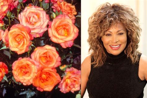 Tina Turner An Orange Hued Hybrid Tea Rose Bred By Robert Bobbie