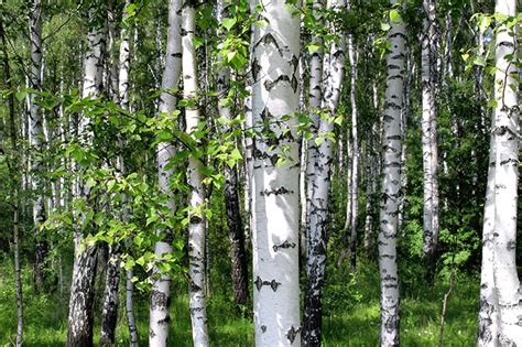 White Bark Trees For Sale Buying And Growing Guide