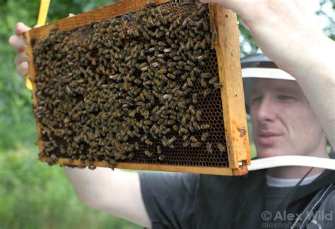 Honey Bees And Beekeeping Alex Wild Photography