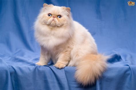Owners with these cat breeds should. Persian Cat Breed Information, Buying Advice, Photos and ...