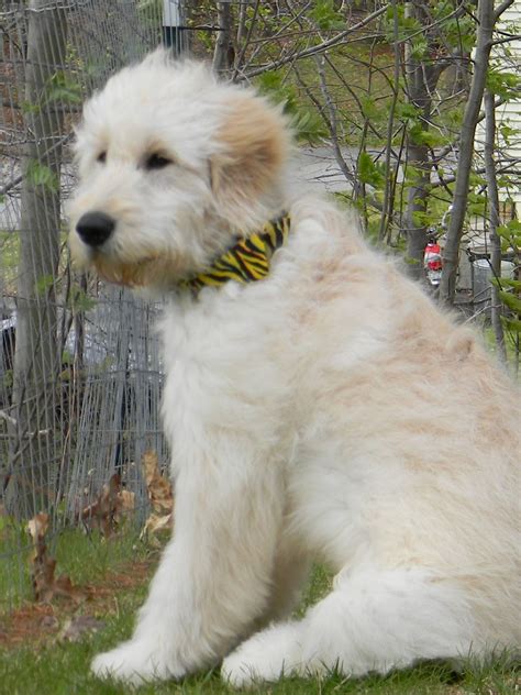 The goldendoodle teddy bear cut: The gallery for --> Goldendoodle Teddy Bear Cut