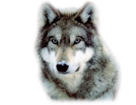 Gray wolf werewolf anime vampire art, blue wolf, male anime character wearing white and black fur coat art png clipart. Wolf PNG
