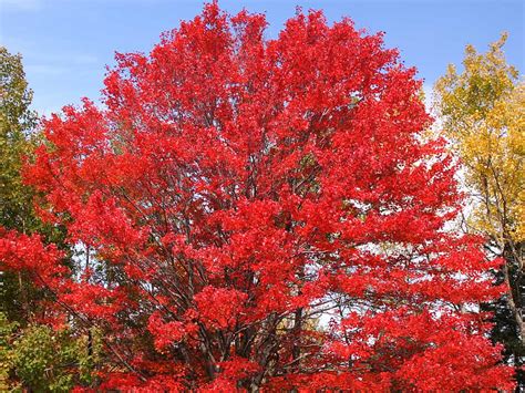 27 Amazing Fast Growing Shade Trees