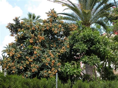 We did not find results for: Níspero Árbol Frutal A Todo Chile - $ 10.000 en Mercado Libre