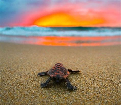 Cute Baby Sea Turtle Wallpaper Photos Cantik