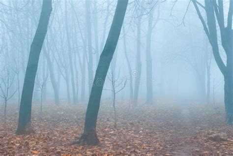 Fog And Yellow Fallen Leaves In The Forest Stock Image Image Of