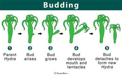Budding In Hydra