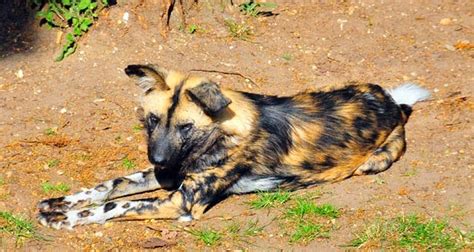 Einfach zu bedienen · schnell & sicher · entdecken sie uns jetzt! PRINCE KINGSLEY: AFRICAN WILD DOGS