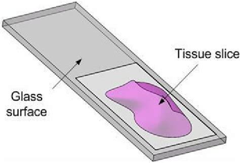 Diagram Of Tissue Slide Download Scientific Diagram