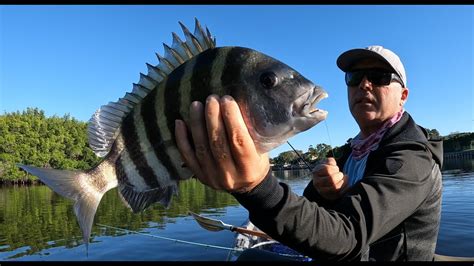 Sheepshead Fishing Catch Clean And Cook Youtube