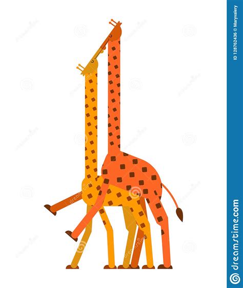 Giraffe Sex Love Giraffes Intercourse Animal Reproduction Afr Stock