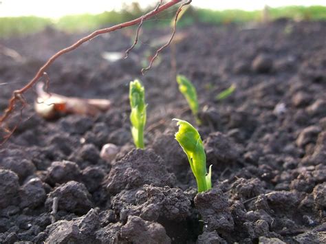 Tumbuhan monokotil merupakan tumbuhan yang memiliki biji tunggal tidak terbelah atau hanya berkeping satu. Tumbuhan Dikotil adalah: Pengertian, Ciri Umum, Struktur, dan Contohnya Sekitar Kita ...