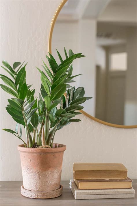 Three Easy Care Houseplants Made To Be Lovely