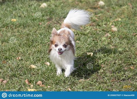 Cute Long Haired Chihuahua Puppy Is Standing On A Green Grass In The