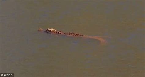 Bizarre Bright Orange Alligator Spotted In South Carolina Daily Mail