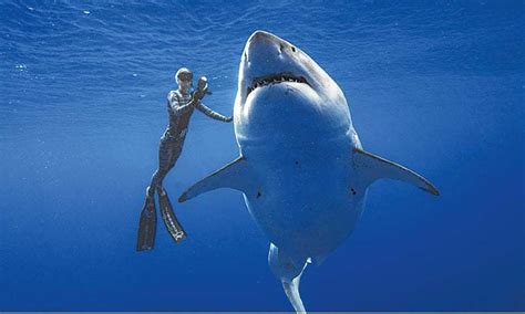 Divers Spot Giant White Shark Off Hawaii Coast World Dawncom