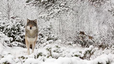 Eurasian Wolf In Winter Scenery Wolf Pack Backing Alerted Stock