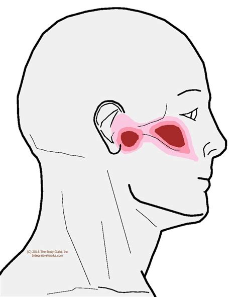Sinus Pain In The Face And Ear Congestion Integrative Works