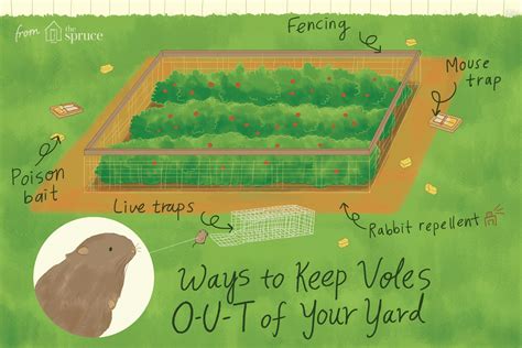 How To Get Rid Of Moles And Voles In My Yard