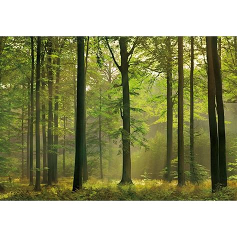 Wizard Genius Autumn Forest Wall Mural 00216 Wall Murals From I