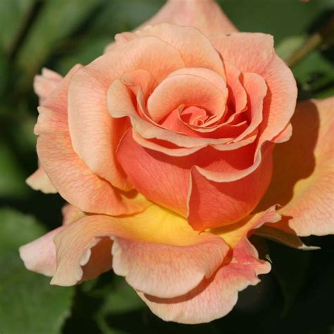 Fragrant Dream Hybrid Tea Roses Planting Roses Hybrid