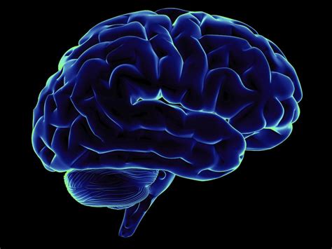 Curiosidades sobre el cerebro que no conocías Mentes Curiosas