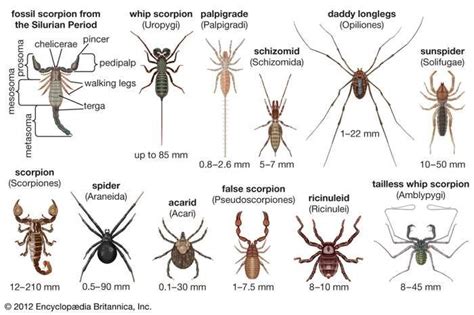 Ricinuleid Arachnid Order Arachnids Insect Photos Spider Chart