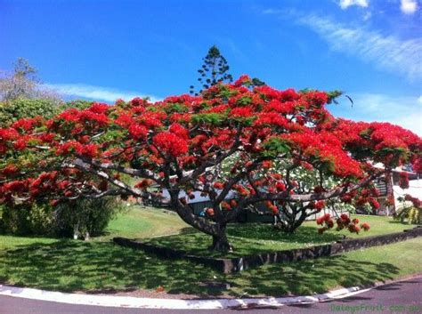 We did not find results for: Poinciana Tree - Delonix regia | Best shade trees ...