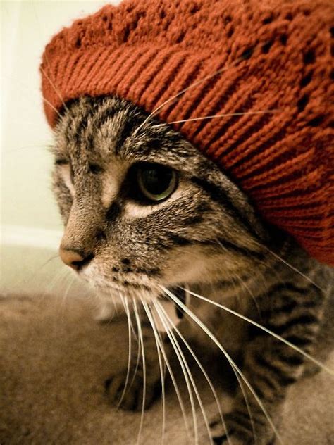 59 Best Images About Cats Wear Hats On Pinterest Cute