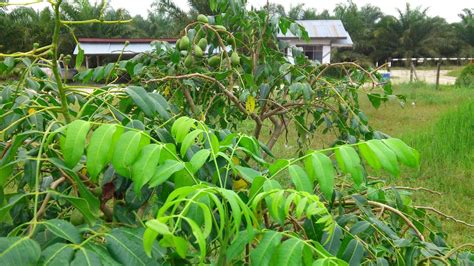 Ukuran buahnya berbentuk bulat lonjong kecil, kulit berwarna hijau dan biji buah yang berserat. File:Kedondong (6).JPG - Wikimedia Commons