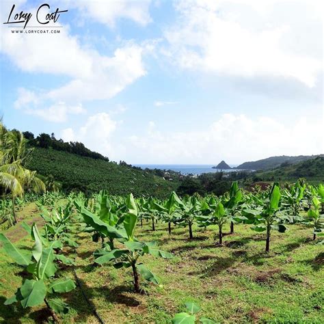 En Guadeloupe Et Martinique La Taille Moyenne D Une Exploitation De Bananes Est De 15 Hectares