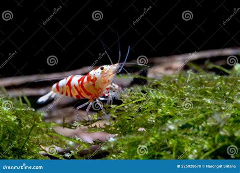 Red Fancy Tiger Dwarf Shrimp Stay And Look For Food In Aquatic Soil