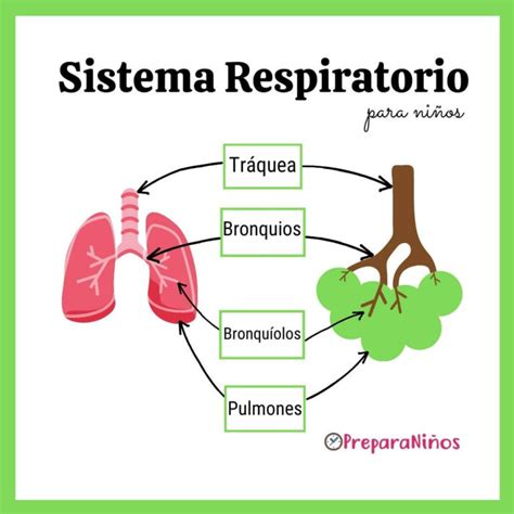 Imágenes Del Sistema Respiratorio Para Niños Preparaniñ