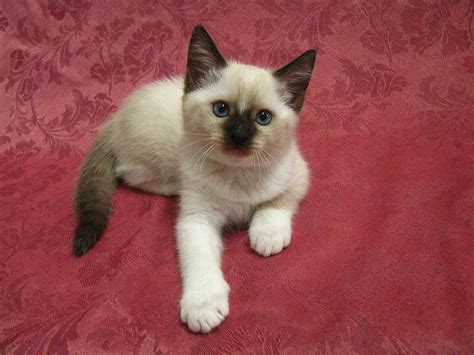 Kitten Sweet Snowshoe X Siamese X Ragdoll Blue Eyes Photograph By