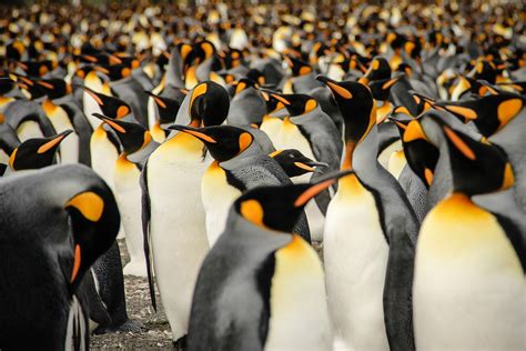 Flock Of Emperor Penguins Hd Wallpaper Wallpaper Flare