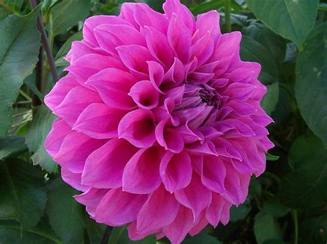 Flowers For Flower Lovers Dahlia Flowers Pictures