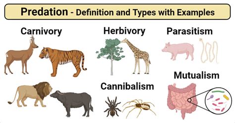 Predation Interaction Definition And Types With Examples 2022