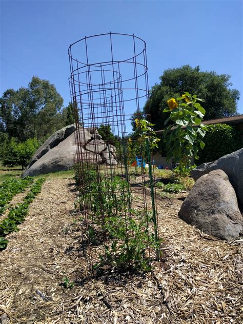 The Best Way To Support Tomato Plants Greg Alders Yard Posts