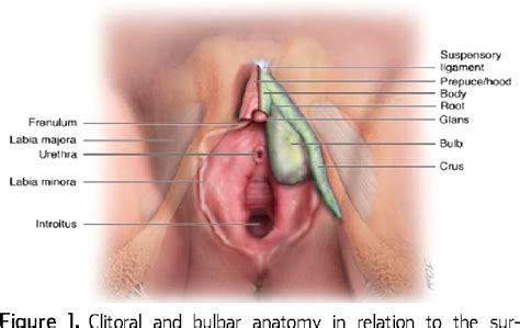 Anatomy Of The Clitoris