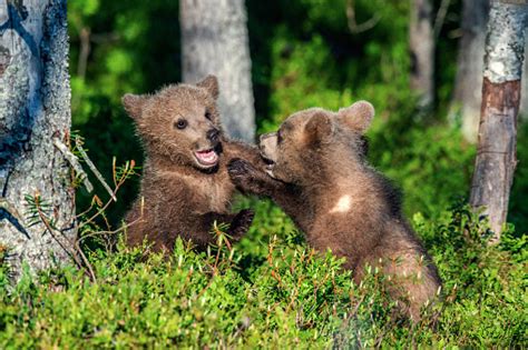 Brown Bear Cubs Playfully Fighting Stock Photo Download Image Now