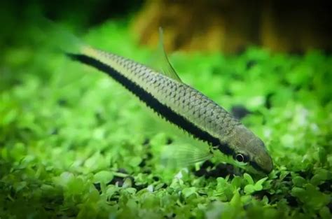 Animals That Eat Algae 7 Interesting Creatures