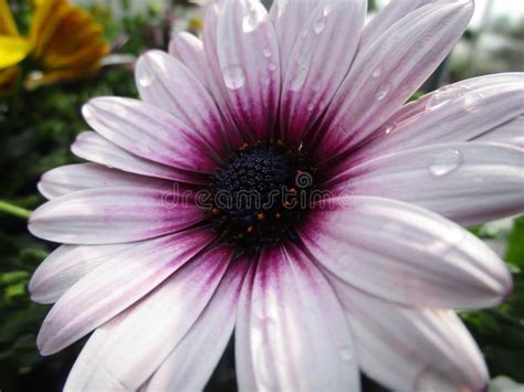 1955 White Purple African Daisy Flower Stock Photos Free And Royalty