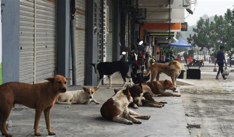 Anjing liar: MPPD minta kontraktor buat pemantauan, rondaan
