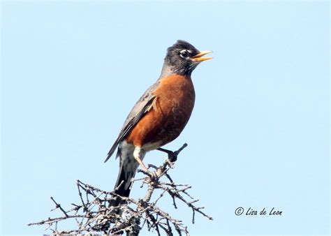 Birding With Lisa De Leon American Robin Nesting Behaviour