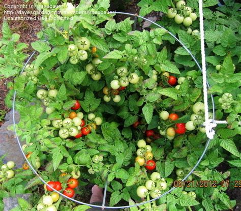 Husky cherry red tomato height. PlantFiles Pictures: Tomato 'Husky Cherry Red ...